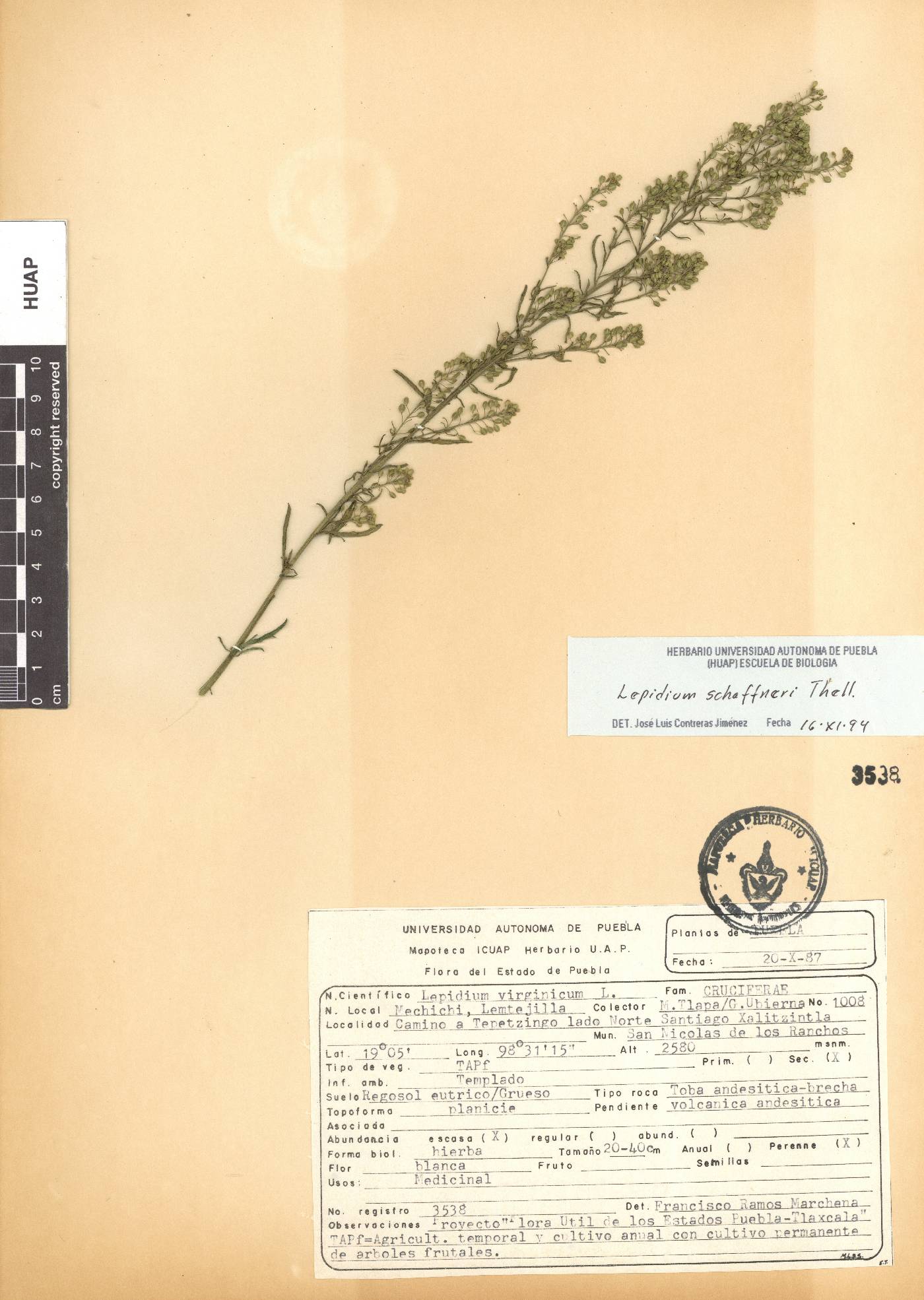 Lepidium schaffneri image