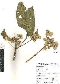 Lippia myriocephala image