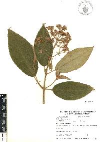 Miconia xalapensis image