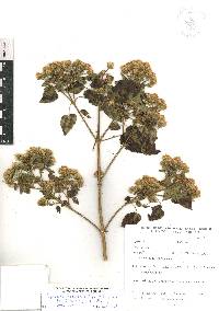 Ageratina petiolaris image