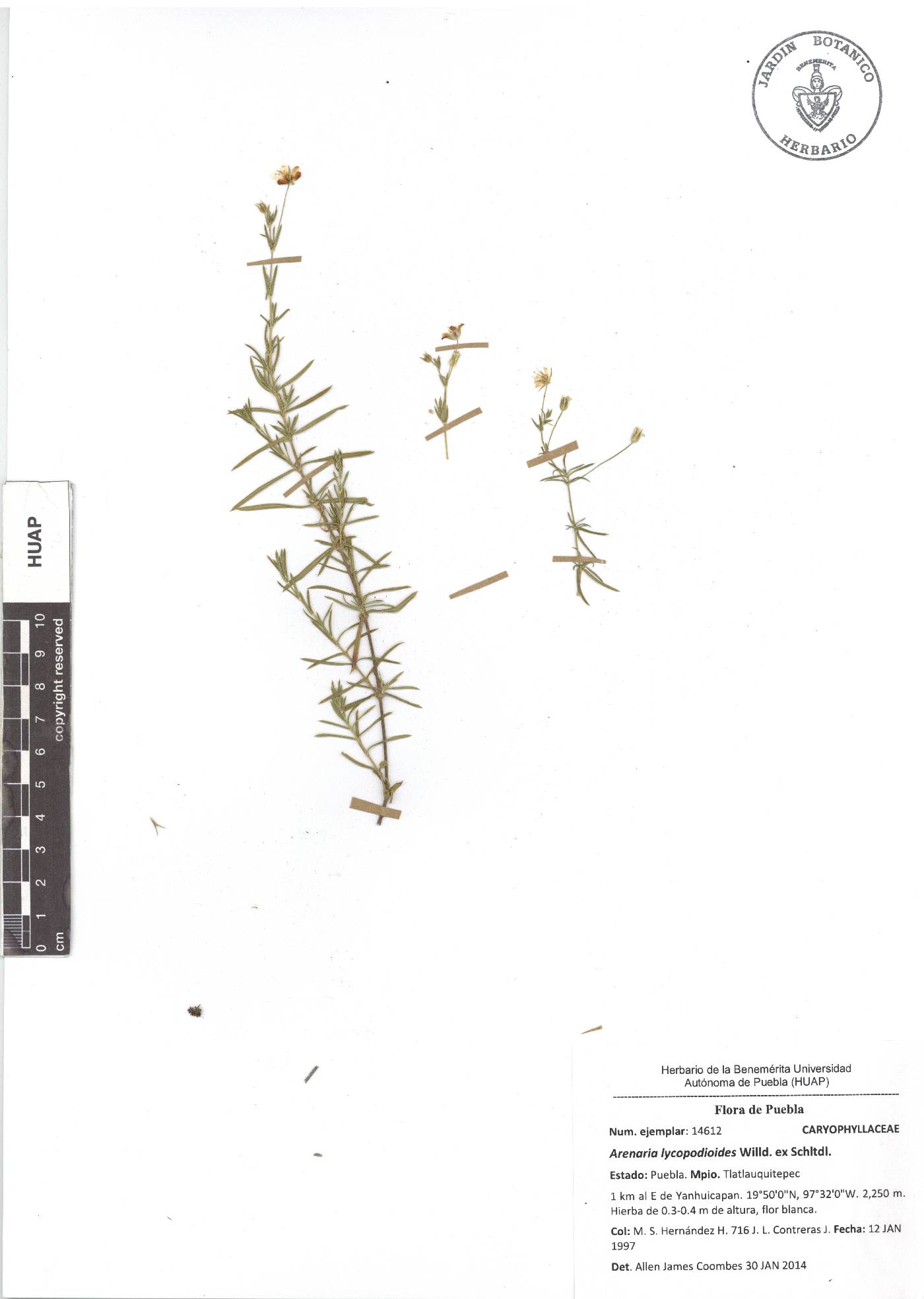 Arenaria lycopodioides image