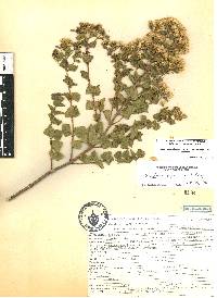 Ageratina espinosarum image