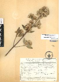 Ageratina glabrata image