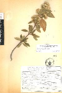 Ageratina glabrata image