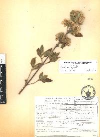 Ageratina glabrata image