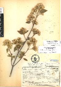 Ageratina glabrata image