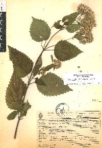 Ageratina pazcuarensis image