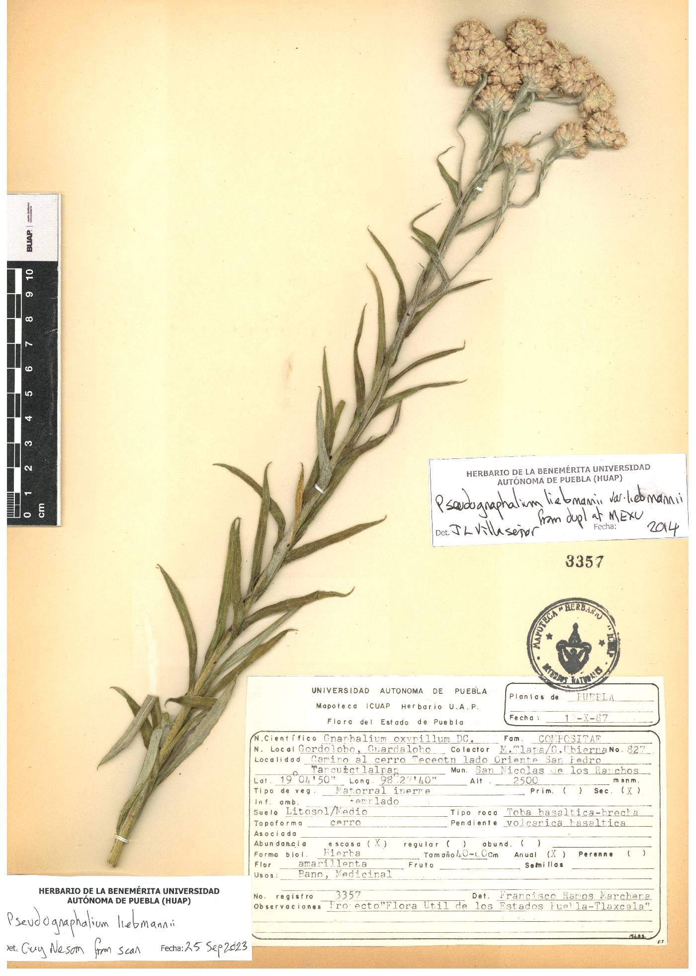 Pseudognaphalium liebmannii image