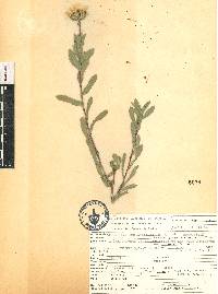 Grindelia inuloides image