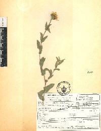 Grindelia inuloides image