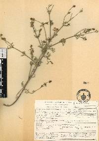 Heterosperma pinnatum image