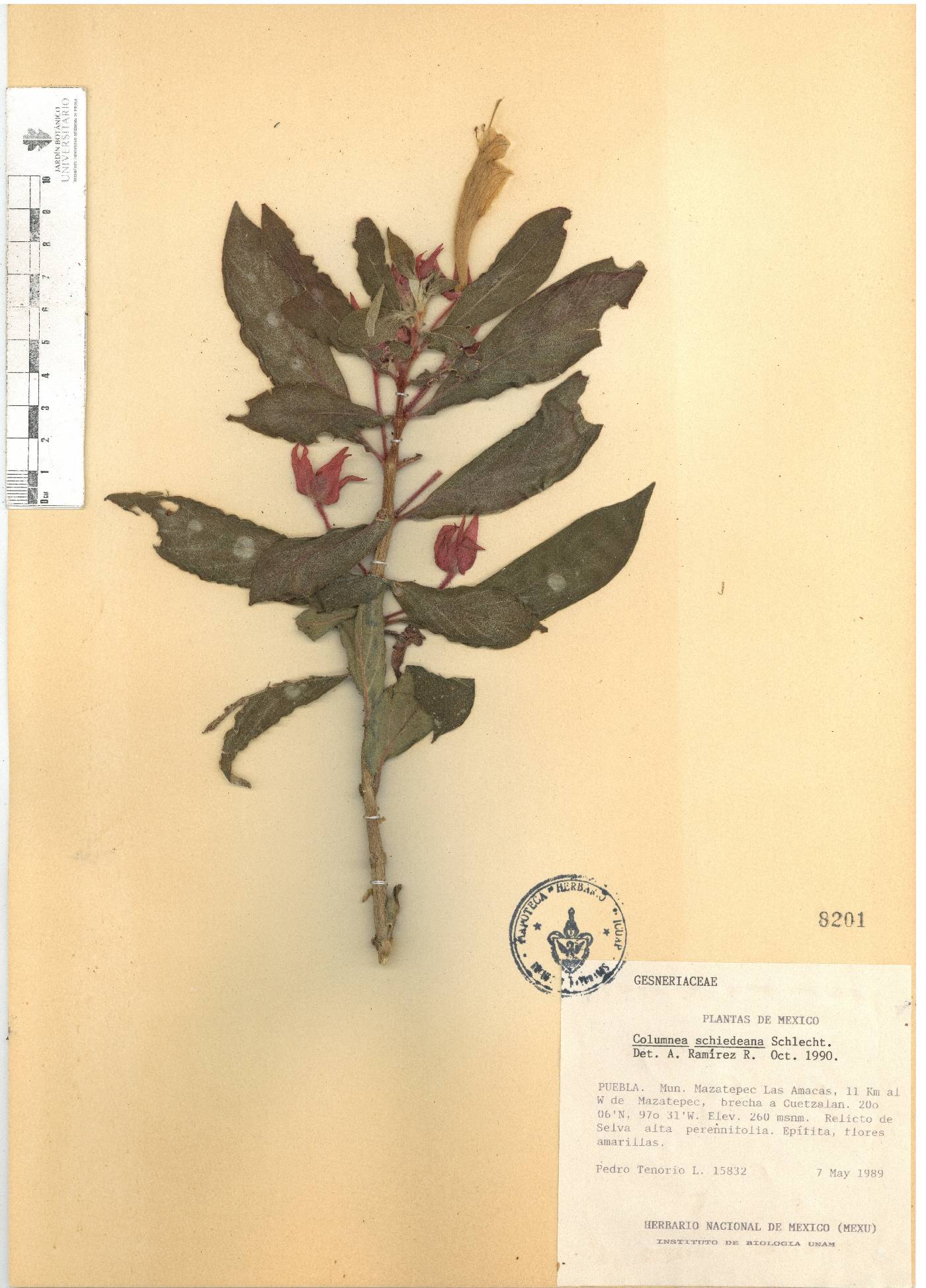 Columnea schiedeana image