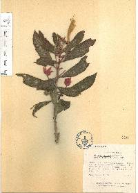 Columnea schiedeana image