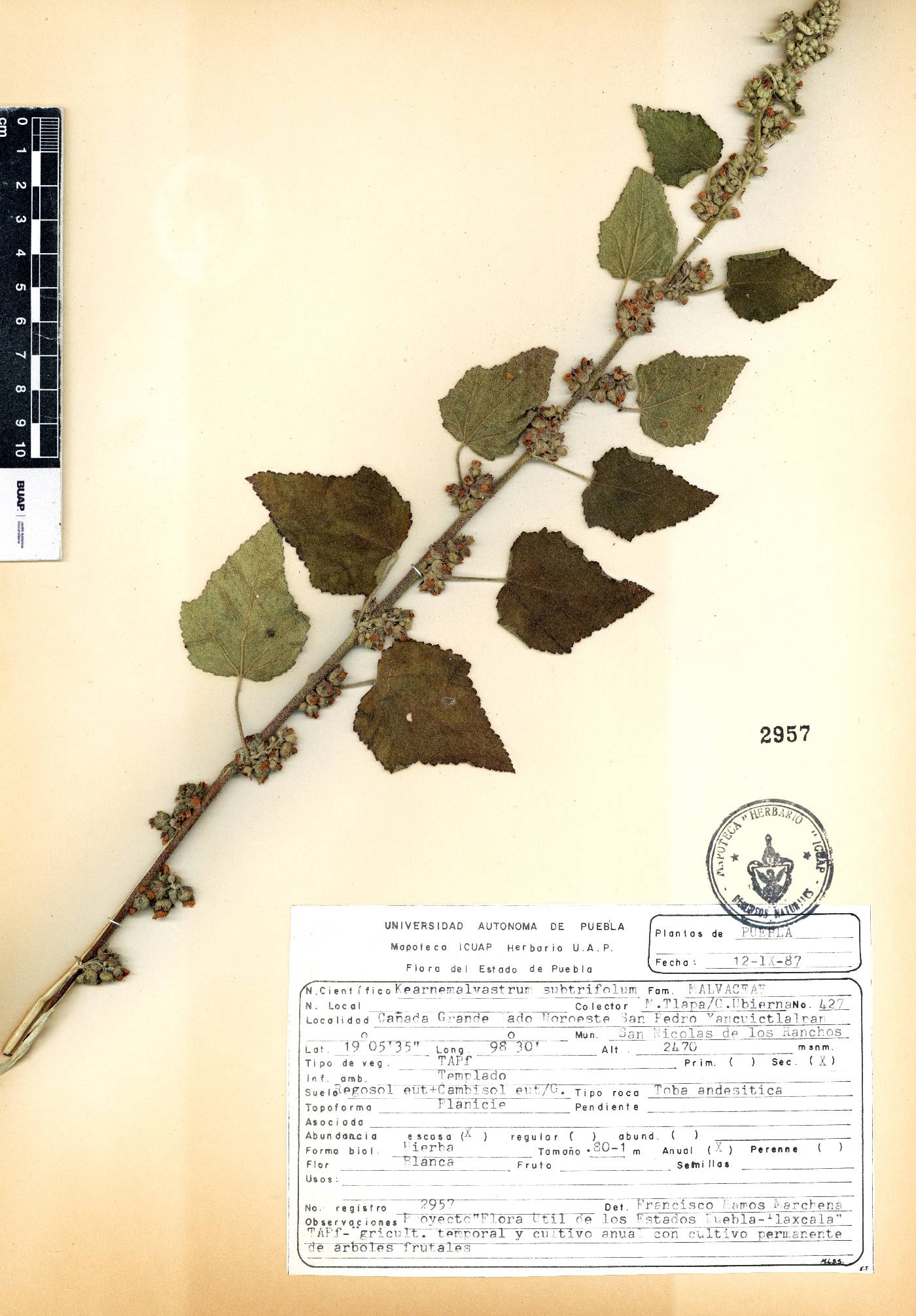 Kearnemalvastrum subtriflorum image