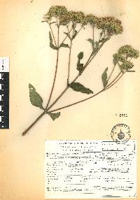 Stevia monardifolia image