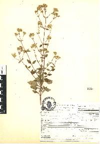 Stevia ovata image