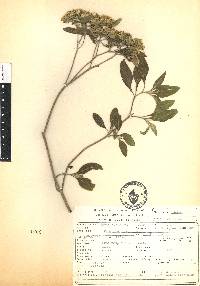 Stevia ovata image