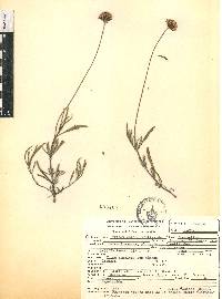 Tridax coronopifolia image