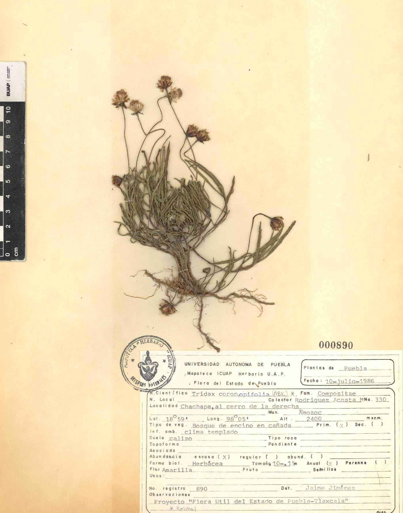 Tridax coronopifolia image