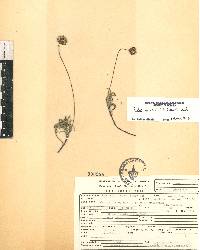 Tridax coronopifolia image