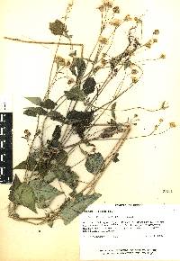 Tridax luisana image