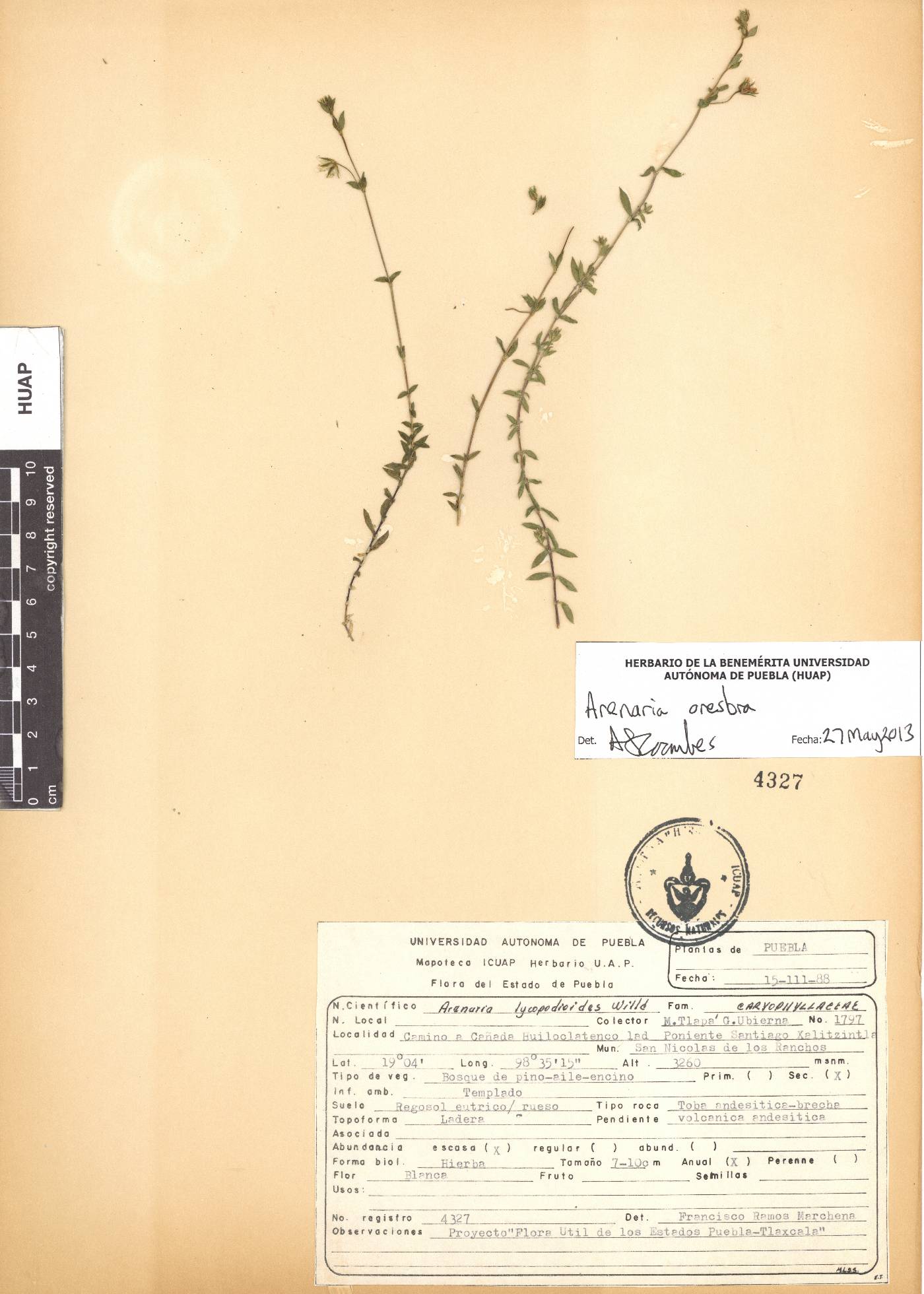 Arenaria oresbia image