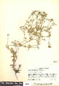 Cerastium nutans image