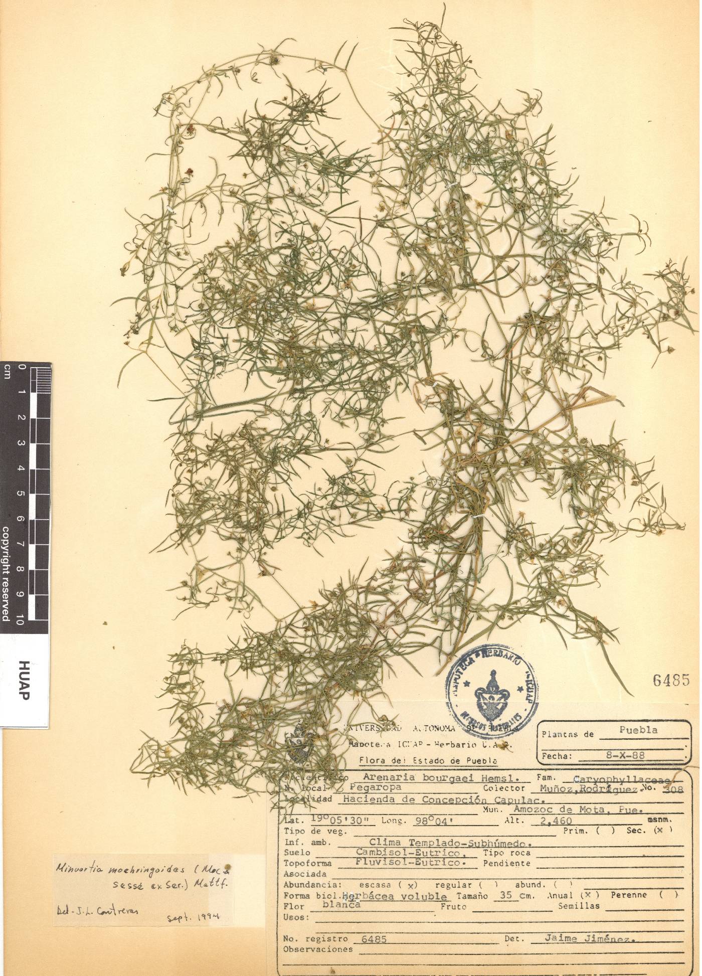 Triplateia moehringioides image