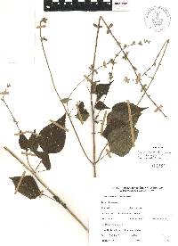 Salvia leptostachys image