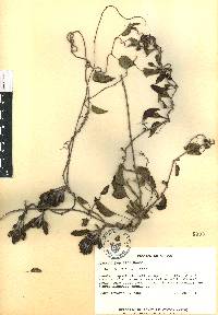 Ipomoea populina image