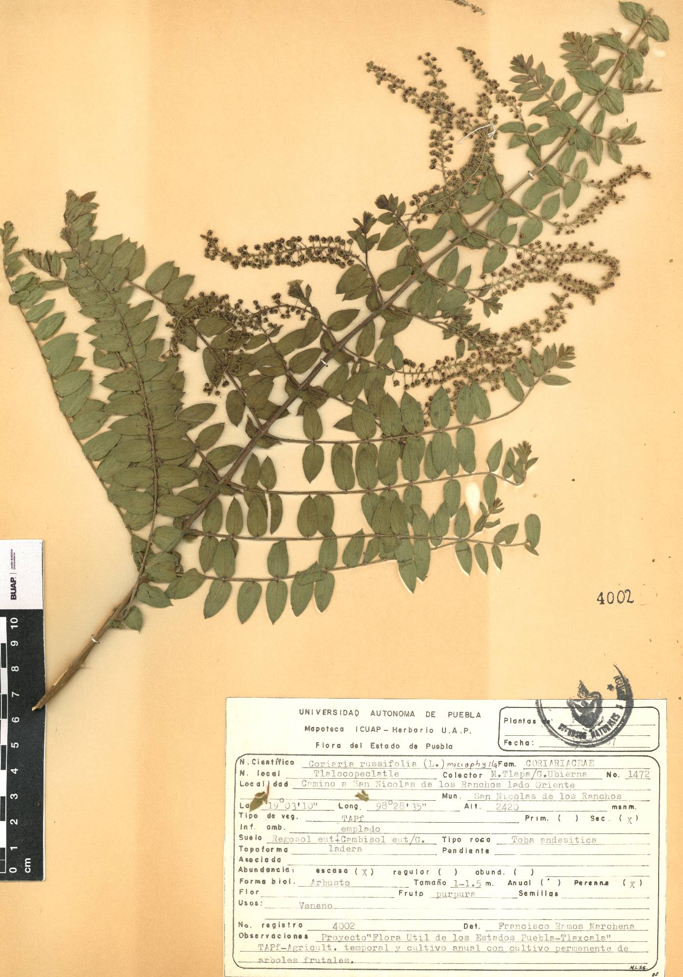 Coriaria ruscifolia subsp. microphylla image