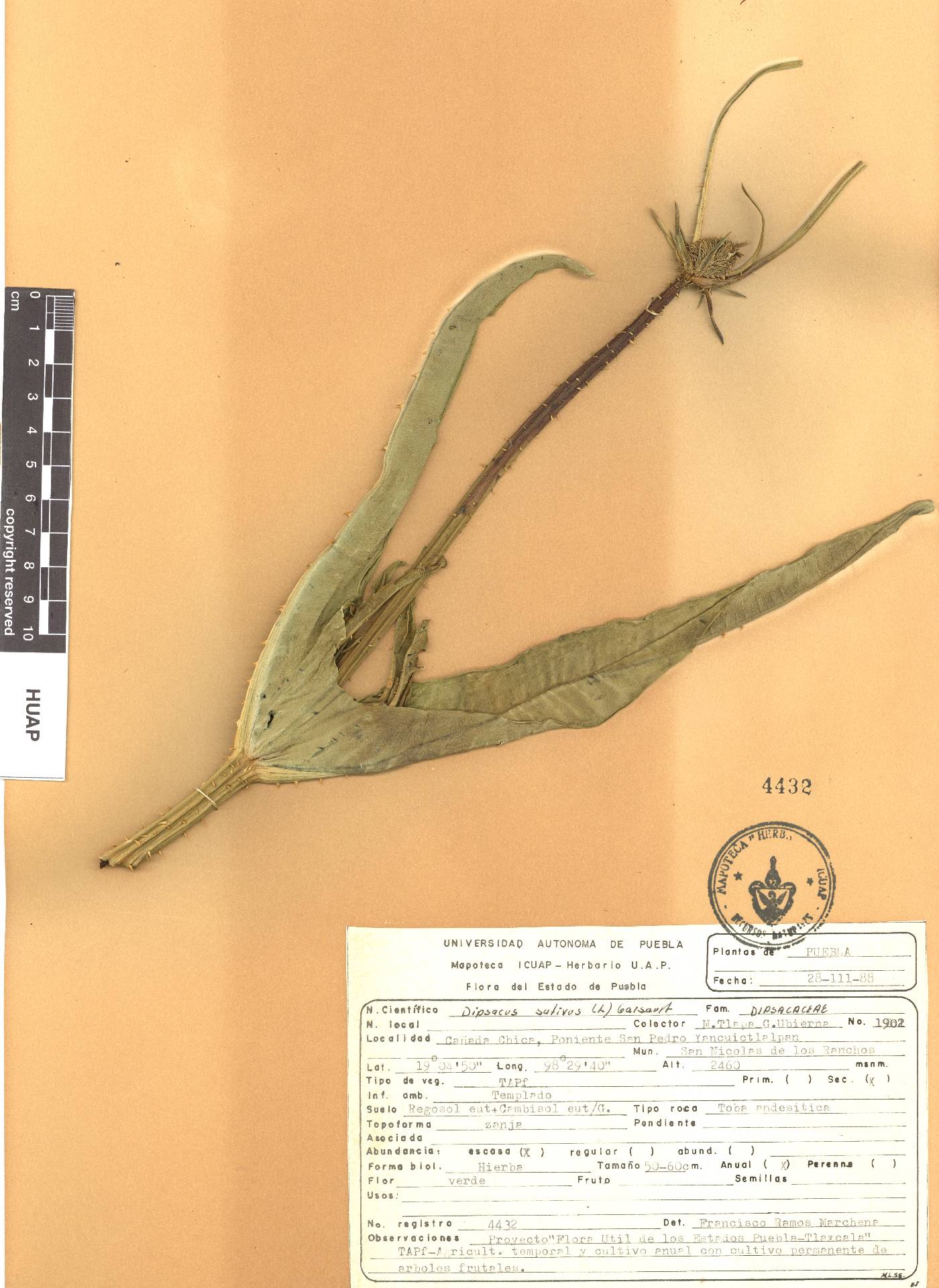 Dipsacus sativus image