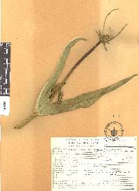 Dipsacus sativus image