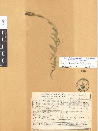 Gentiana bicuspidata image