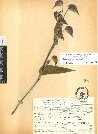 Commelina coelestis image