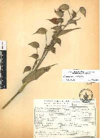 Commelina coelestis image