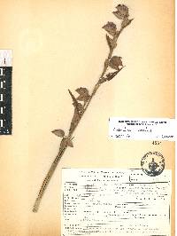 Commelina coelestis image