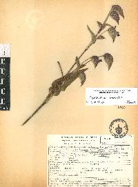 Commelina coelestis image