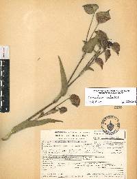 Commelina coelestis image