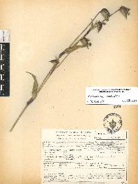 Commelina coelestis image