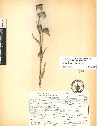 Commelina coelestis image