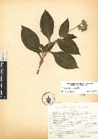 Tinantia erecta image