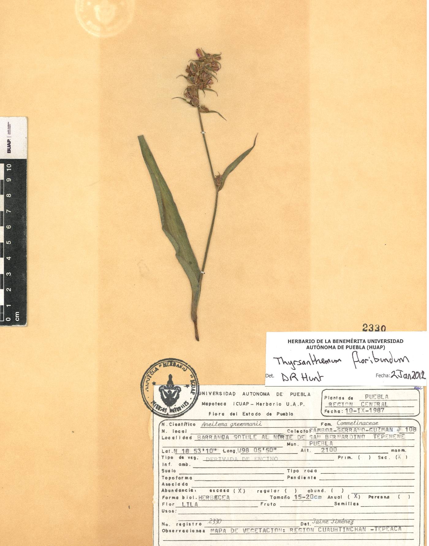 Thyrsanthemum floribundum image