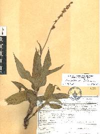 Thyrsanthemum floribundum image