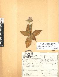 Tradescantia crassifolia var. acaulis image