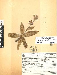 Tradescantia crassifolia var. acaulis image