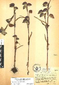 Commelina tuberosa image