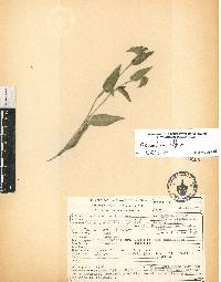 Commelina diffusa image