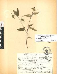 Commelina diffusa image