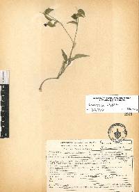 Commelina diffusa image